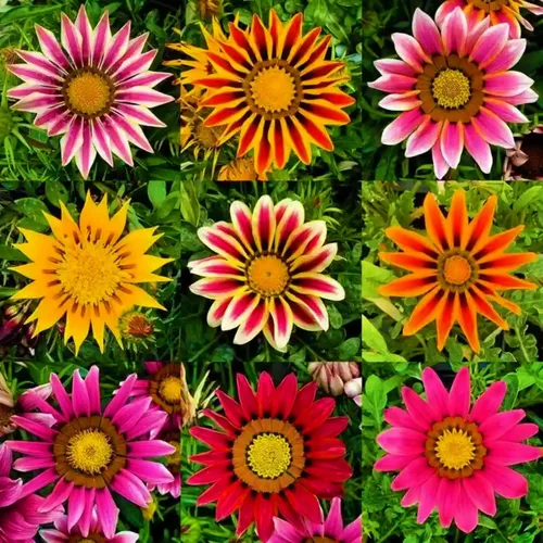 Más de 350 semillas de Gazania para plantar plantas tolerantes al calor y a la sequía para jardín Gazania Flower Ground Cover Plantas para el hogar,