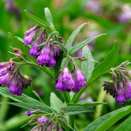 Miniatura 5 de 100 semillas de consuelda Symphytum Officinale - Semillas de consuelda perenne Symphytum Officinale sin OMG