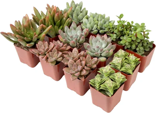 Plantas suculentas vivas (paquete de 12) plantas suculentas en maceta, plantas de casa vivas, plantas de cactus, plantas vivas de interior, plantas