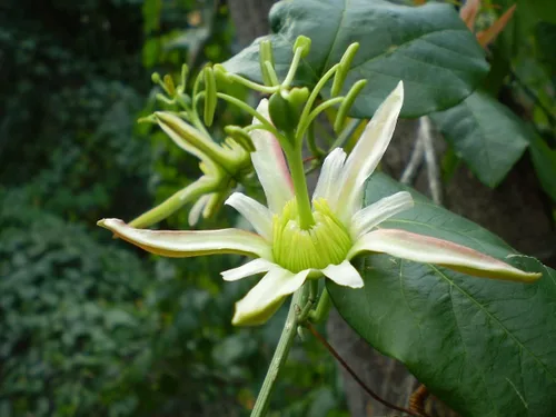 10 Semillas de vid Passiflora Herbertiana | Semilla de Pasiflora Nativa