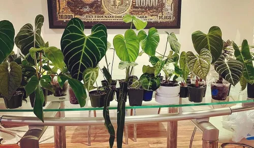 Miniatura 5 de Gardenera Mezcla prémium para macetas Aroid - 2 cuartos de galón - Mezcla libre de tierra para Aroids - Medio de cultivo para plantas
