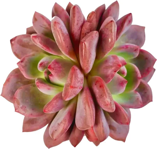 Miniatura 10 de Plantas suculentas vivas, Echeveria Onslow variegada de 3.2 pulgadas, Plantas de interior mini, Planta viva de raíz desnuda sin tierra, Plantas