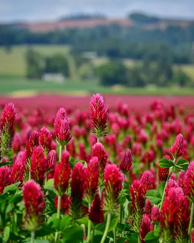 Miniatura 8 de TomorrowSeeds - Crimson Clover Seeds - 1 Pound - for 2025 Planting USA Garden Flower Italian Blood Red Clovers Winter Annual Cover Crop Non-GMO