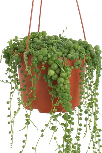 Miniatura 3 de Shop Succulents Cadena de perlas de 6 pulgadas, planta viva para colgar, versátil para cestas colgantes, jardines verticales, decoración