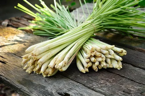 Miniatura 3 de Semillas Limoncillo Cymbopogon No GMO Heirloom