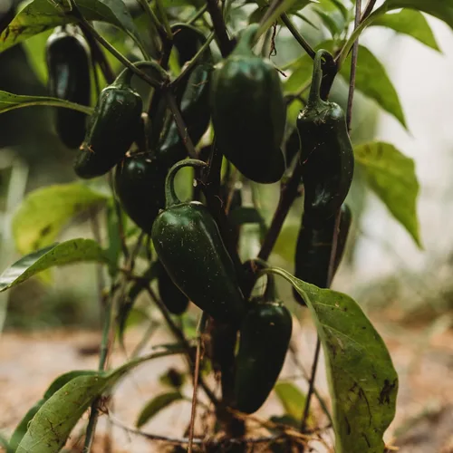 Miniatura 4 de Jalapeño Pimienta chile suave - 25 semillas - Variedad de reliquia y polinizada abierta, jalapeño domado, semillas de chile cultivadas en Estados