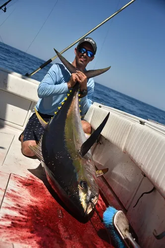 Miniatura 3 de Lobo Lures #200 Pelagic Magic Skipjack Hybrid Daisy Chain Marlin & Atún Trolling Señuelo Uretano Hecho en Estados Unidos