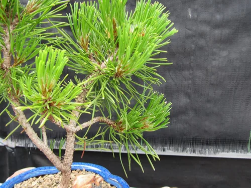 Miniatura 6 de Árbol bonsái de pino Mugo - Pequeño