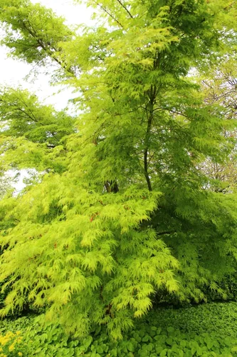 Miniatura 7 de 10 Upright Green LACELEAF Maple Japanese Seiryu Acer Palmatum Dissectum Viridis Tree Seeds