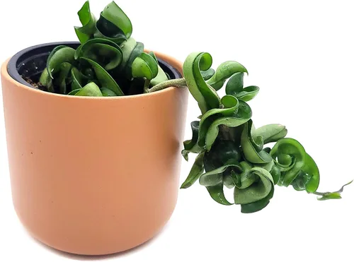 Miniatura 4 de Hoya Hindu Rope Planta de interior viva de 4 pulgadas en maceta o Hoya Carnosa Compacta Easycare Plant Purificador de aire natural Cultivado