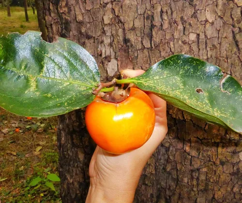 Miniatura 4 de TomorrowSeeds - Semillas de árbol de caqui japonés - Más de 10 unidades - para plantar Diospyros Kaki Fuyu Hachiya Asiático Chino Oriental Sharon