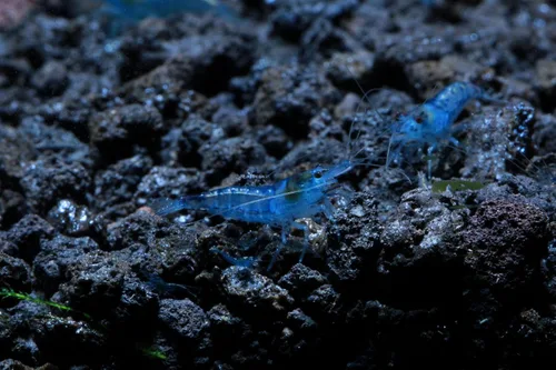 Miniatura 20 de Camarones vivos de acuario de agua dulce - Neocaridina (Carbon Rili, 10 unidades)