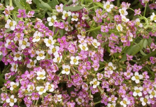 Miniatura 4 de 1000 semillas dulces de Alyssum Lobularia Maritima rosa enana (cubierta del suelo)