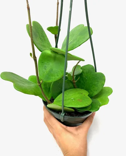 Miniatura 6 de Hoya Kerrii con hojas en forma de corazón, planta viva Hoya, gran regalo para madres y seres queridos, planta viva Hoya