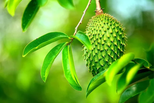 Miniatura 17 de Semillas de frutas para plantar - Semillas de frutas de jardín (caqui americano - 10 semillas)