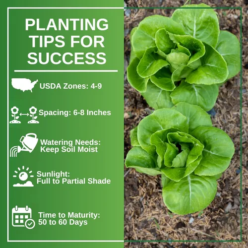 Miniatura 7 de TKE Farms & Gardens - Semillas de lechuga Buttercrunch para plantar, más de 2500 semillas, reliquia, sin OMG, 0.11 oz, jardines interiores