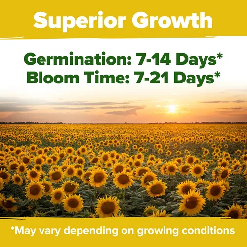 Miniatura 4 de Home Grown Semillas de girasol para plantar 8 variedades de paquetes de semillas de flores de sol para plantar: cultivar girasoles enanos