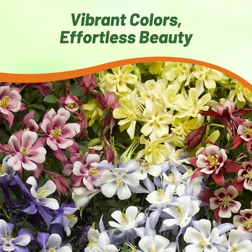 Miniatura 6 de Outsidepride Semillas de columbina mixtas, 1000 piezas de semillas de flores perennes, fáciles de cultivar para plantar, adecuadas para jardín apto