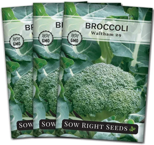 Sow Right Seeds - Waltham 29 semillas de brócoli para plantar - Paquete de reliquia sin OMG con instrucciones para plantar un huerto en el hogar al