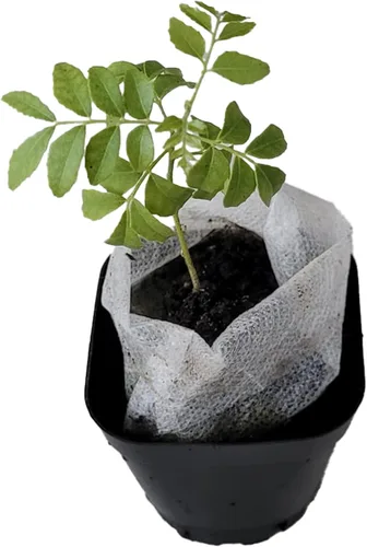 Miniatura 25 de Hoja de laurel mediterránea, planta viva de laurel de laurel. Variedad estándar - Laurus Nobilis. Planta viva. Fragante, fresca, comestible. Lo