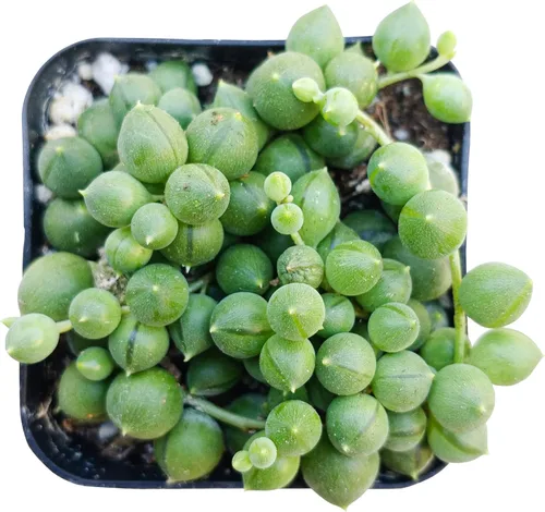 Cadena de perlas para plantas suculentas (2 pulgadas + maceta de cultivo) – Suculentas arrastradas, plantas pequeñas para decoración de espacios
