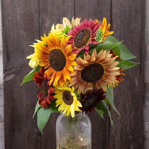 Miniatura 57 de Eden Brothers Semillas de girasol - Autumn Beauty