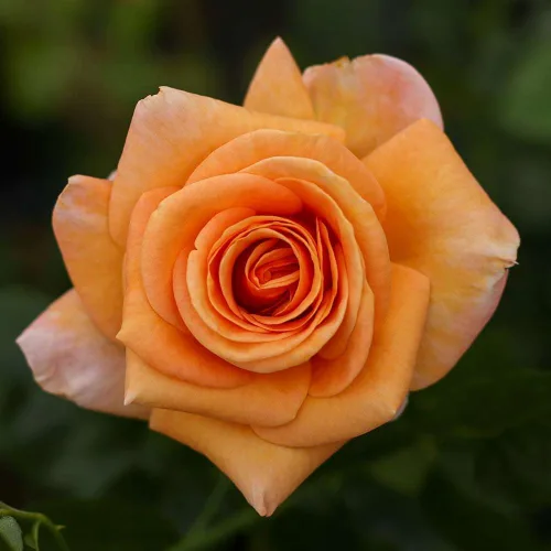 Miniatura 2 de Heirloom Roses Rosa de té híbrida - Planta de rosa fragante naranja Beautiful Day™