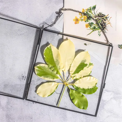 Miniatura 4 de NCYP Marco flotante de vidrio colgante para flores secas prensadas, fotos, imágenes, especímenes de plantas pequeñas, 8 x 8 pulgadas, negro