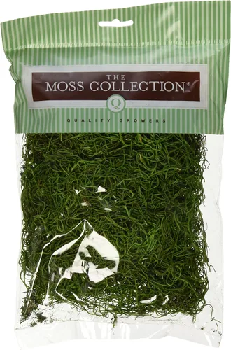 Musgo español preservado de 108.5 pulgadas cúbicas, verde manzana