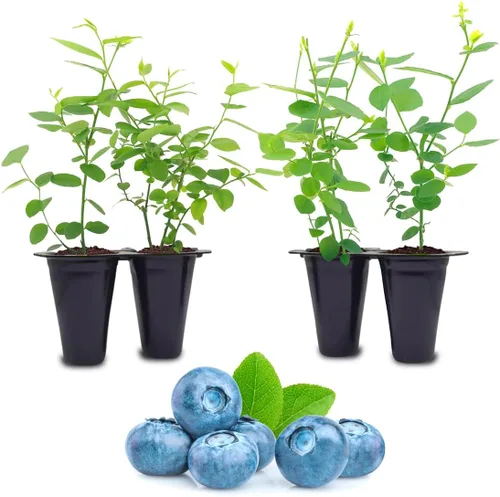 Planta de Arándano Biloxi (Paquete de 4) Viva en venta | Plantas fáciles de cultivar | Planta de frutas comestibles para vida sostenible | Cultiva