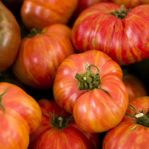 Miniatura 4 de Eden Brothers Semillas de tomate – Semillas de caqui sin OMG para plantar, paquete Semillas de vegetales de bajo mantenimiento, plantas durante