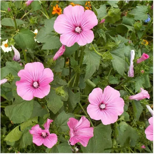 Miniatura 4 de Everwilde Farms - Semillas de flores silvestres de malva rosa de 1 onza - Gold Vault