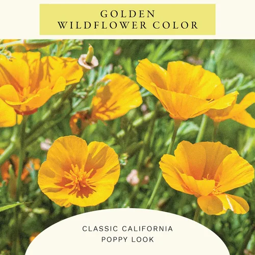 Miniatura 3 de Sereniseed Semillas de amapola Golden West (2 oz)