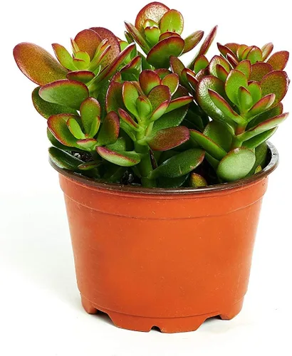 Shop Succulents | Planta viva de casa Crassula Ovata 'Jade Plant', seleccionada a mano para su salud, tamaño y preparación en maceta de cultivo de 4