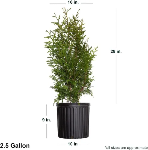Miniatura 4 de Green Giant Arborvitae (2.5 galones) Thuja Green Giant Árbol de hoja perenne vivo de rápido crecimiento para privacidad
