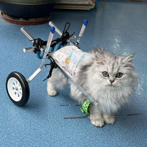 Dog Wheelchair Doggy/Cat Wheelchair with 2 Wheel & Harness, Extra Small Dog Bike Trailer for Paralyzed Back Legs,XXS
