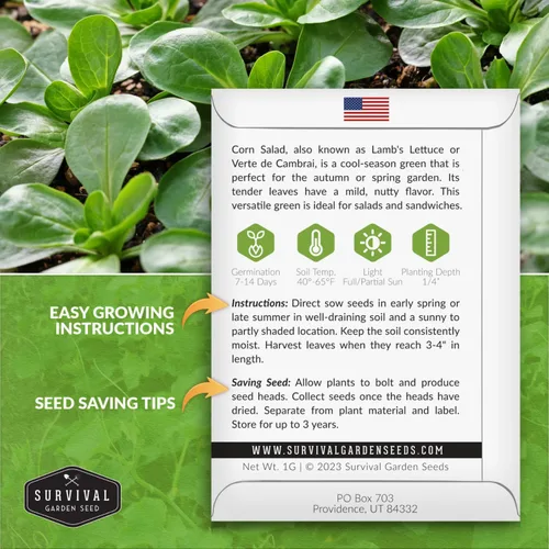 Miniatura 2 de Ensalada de maíz Verte de Cambrai Semillas para plantar, 1 paquete con instrucciones para plantar y cultivar lechuga de cordero o macé en tu huerto