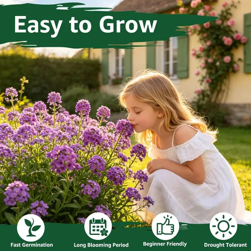 Miniatura 2 de Semillas de Alyssum para plantar, alfombra real morada, semillas de flores de Alyssum moradas dulces, semillas de cobertura del suelo perennes