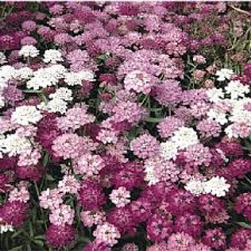 Miniatura 3 de Candytuft, semillas de mezcla de hadas enanas, 100 semillas, hermoso rosa, lavanda, flores blancas