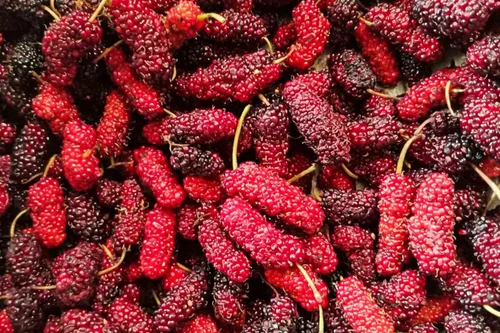 Plantas vivas de árbol de morera roja para principiantes saludables, hermosas durante todo el año, zonas USDA 4 a 8 (2 plantas)