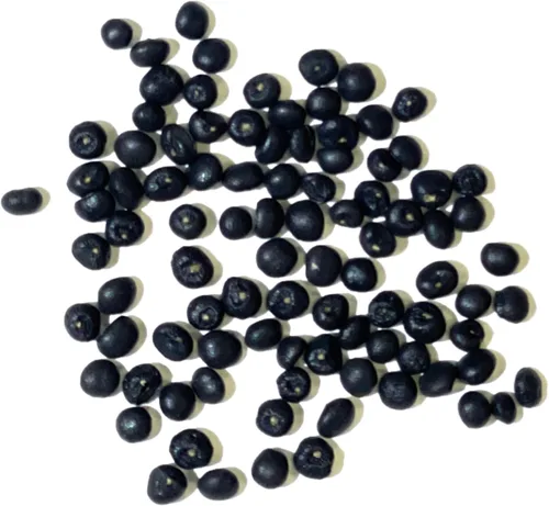 Miniatura 6 de Seed Needs Semillas de espárragos para plantar espárragos Mary Washington, semillas de vegetales perennes sin OMG y sin tratar para plantar un