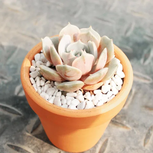 Miniatura 8 de Echeveria Lola - Planta suculenta saludable Echeveria Live de fácil cuidado para interiores, totalmente arraigada en tamaños de 2/4/6 pulgadas