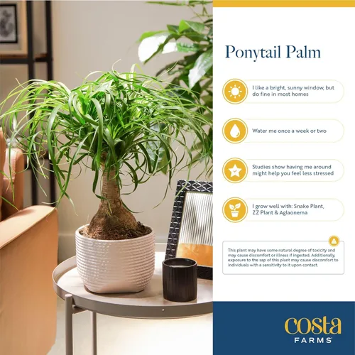 Miniatura 6 de Costa Farms Palma de Cola de Caballo, Planta Viva en Maceta Decorativa, Fácil de Mantener, Planta de Interior Perfecta para el Hogar, Habitación u