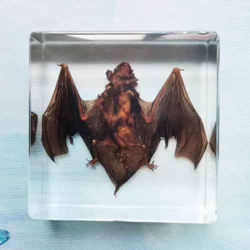 Miniatura 8 de Muestras de murciélago reales en manualidades de pisapapapeles de resina, colección de taxidermia de animales para educación científica y adorno
