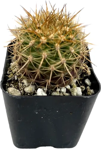 Miniatura 7 de Fatplants - Mini plantas de cactus vivas (paquete de 4), plantas de cactus de interior, plantas de cactus vivos, decoración de cactus vivos, plantas