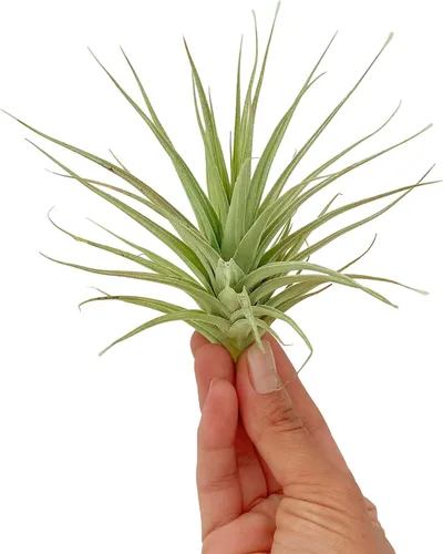Miniatura 76 de ragnaroc Air Plants - Floración Tillandsia Bulbosa Belice, gigante de 7-9 pulgadas, 1 unidad, llegada en vivo garantizada, plantas