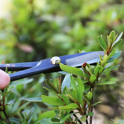 Miniatura 2 de KAKURI Satsuki - Tijeras de bonsái fabricadas en Japón de 7 pulgadas, hoja japonesa de acero al carbono, tijeras de bonsái de precisión para poda