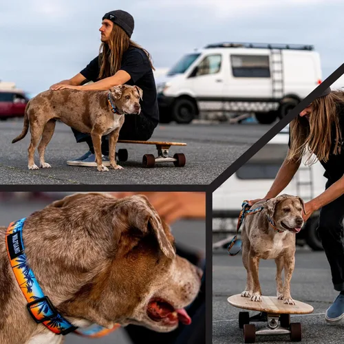 Miniatura 6 de Wolfgang - Collar de perro resistente y ajustable con hebilla de nailon de liberación rápida para caminar y entrenar, estampado de palmas