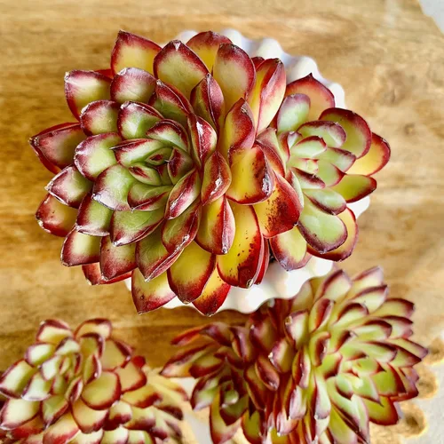 Miniatura 5 de Plantas suculentas viven Echeveria 'llama roja', mini suculentas rojas de 3 pulgadas, raíz desnuda sin maceta, planta suculenta decoración viva