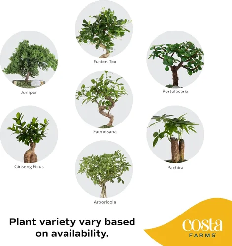 Miniatura 3 de Costa Farms - Kit de árbol bonsái vivo, incluye herramientas de bonsái, mezcla de tierra, maceta, arte y manualidades para niños y adultos, Kit